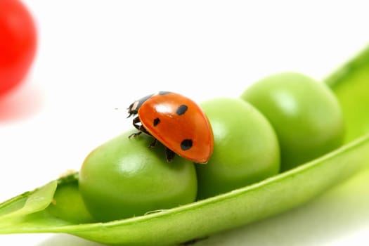 ladybug gourmet currant and peas on white