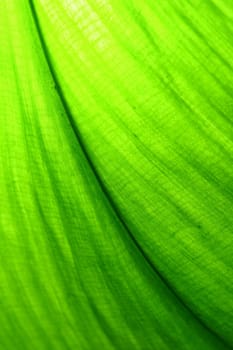 green leaf macro close up
