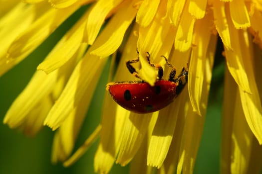 red ladybug on yellow dandelion macro