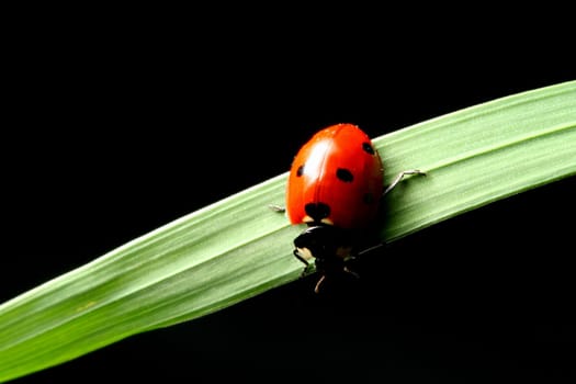 ladybug on grass black background