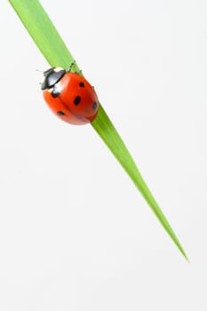 red ladybug on green grass isolated