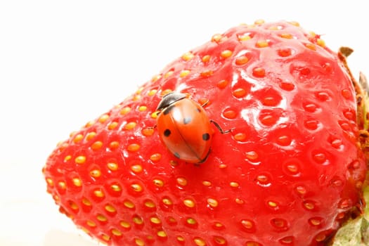 strawberry ladybug gourmet macro close up
