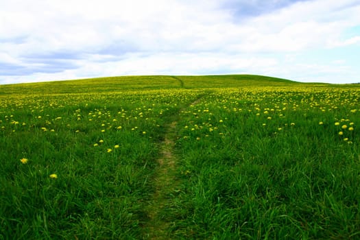 dandelion landscape under blue sky
