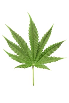 Isolated marijuana leaf on white from amsterdam