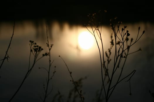 beautiful sunset with grass background