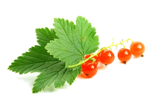 red currant and green leaf isolated on white background