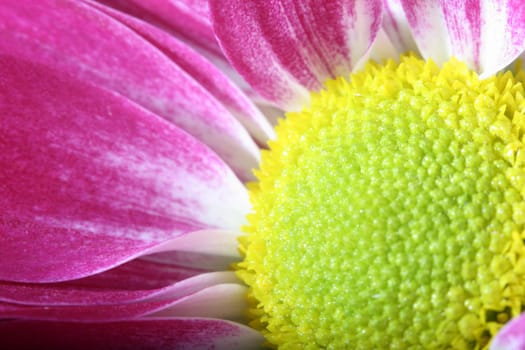 beautiful pink spring flower close-up