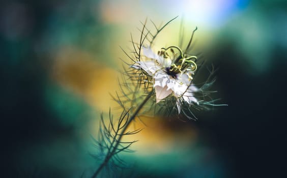 Love-in-a-mist flower -Nigella damascena, white cottage garden plant proudly standing in my garden