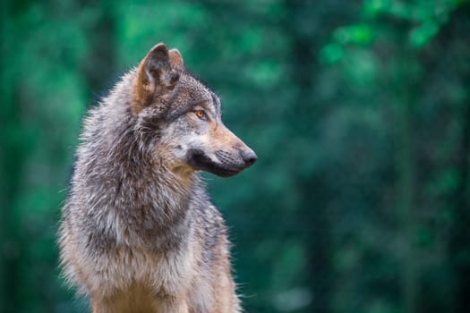 Grey wolf (Canis Lupus) also known as Timber wolf looking right in the forest
