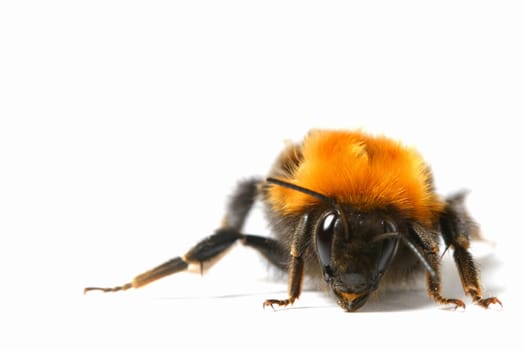 dance aerobic bumble bee isolated on white background