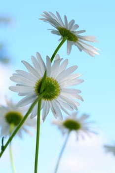 camomile daisy flowers in the sky
