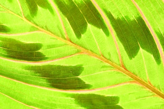 green leaf macro close up