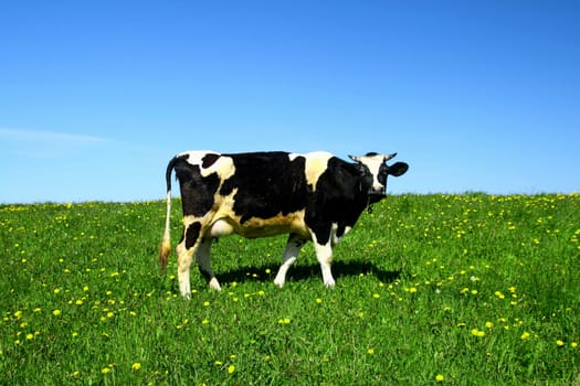cow on green dandelion field under blue sky