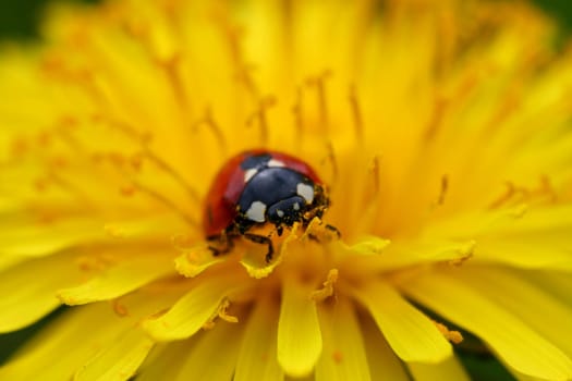 red colorful ladybug on yellow dandelion