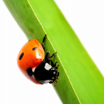 ladybug on grass isolated on white