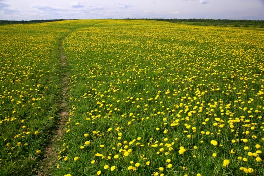 dandelion landscape under blue sky
