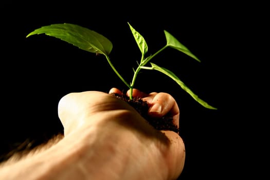 hand plant new life care concept