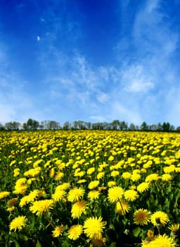 yellow dandelion green field nature background