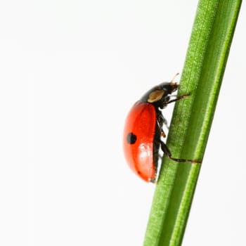 summer red  ladybug on grass