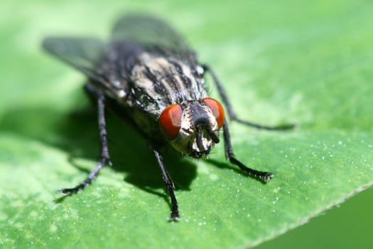 macro fly portret on green leaf
