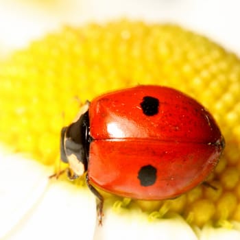 ladybug on white camomile summer background