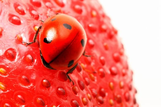 strawberry ladybug gourmet macro close up