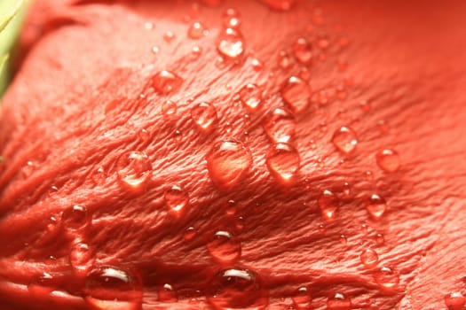 macro waterdrop on blossom red flower
