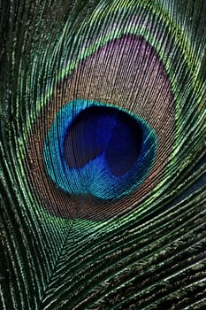 beautiful peacock feather eye bue green macro