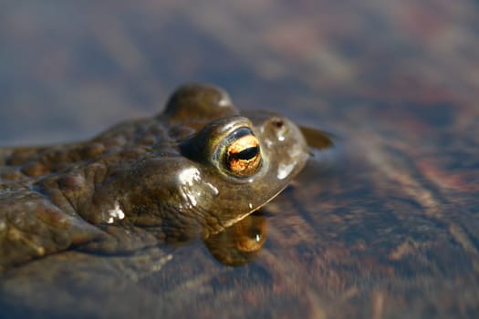 brown funny toad in water