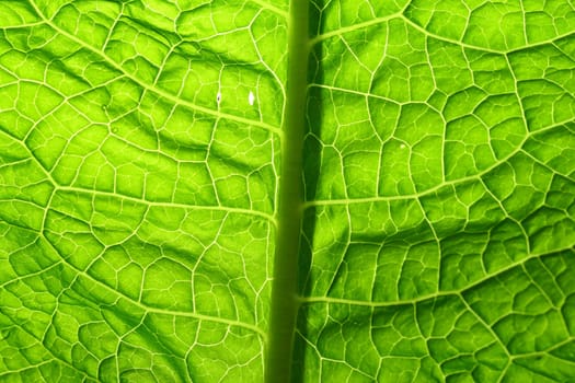 summer green leaf macro close up
