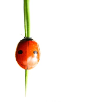 summer red  ladybug on grass