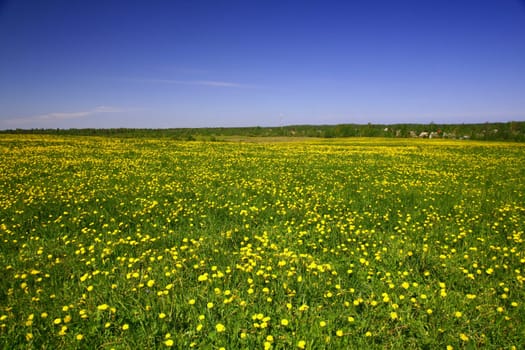 dandelion landscape under blue sky