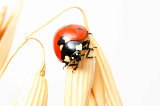 ladybug on wheat isolated white background
