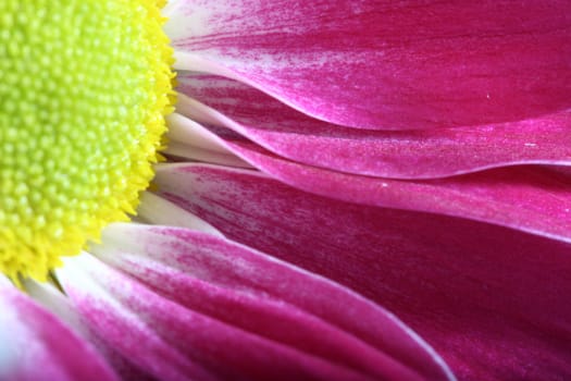 beautiful pink spring flower close-up
