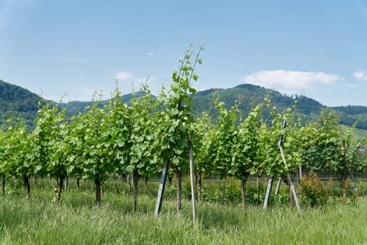 Vines with the grape variety gruener Veltliner in the village Duernstein in the landscape Wachau in Austria