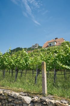 Vines with the grape variety gruener Veltliner in the village Duernstein in the landscape Wachau in Austria
