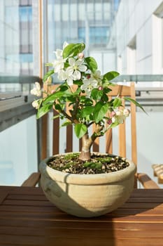 Apple tree Malus Evereste as a bonsai during flowering in April on a balcony