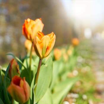 blooming tulips on warm sunny spring day in garden