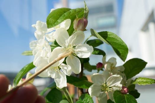 Artificial pollination of the flower of an apple tree bonsai Malus Evereste with a small brush