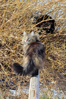Two cats play in the garden. Two cats on a wooden pole. Norwegian forest cat in the garden