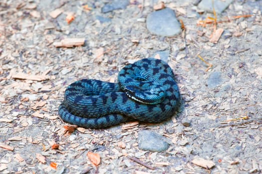 Close up of common european adder (Vipera berus) in summer.