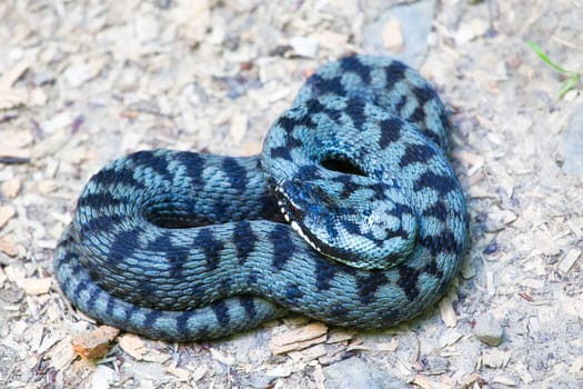 Close up of common european adder (Vipera berus) in summer.