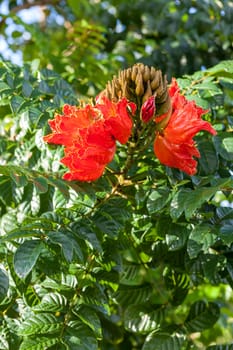 Hibiscus sabdariffa or roselle fruits on tree. Jamaica