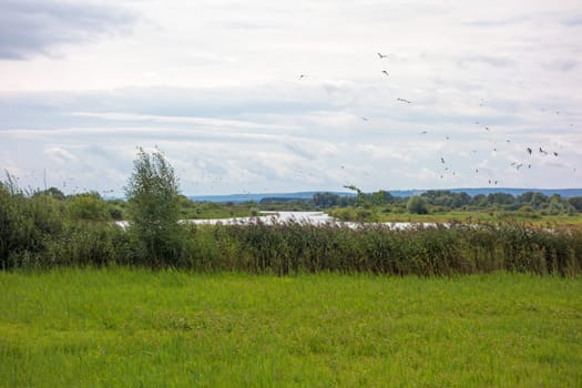 Bird island at the Altmuehlsee, Bavaria, Germany - Vogelfreistaette Flachwasser- und Inselzone im Altmuehlsee