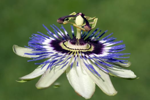 Passionsblume  Passiflora, caerulea