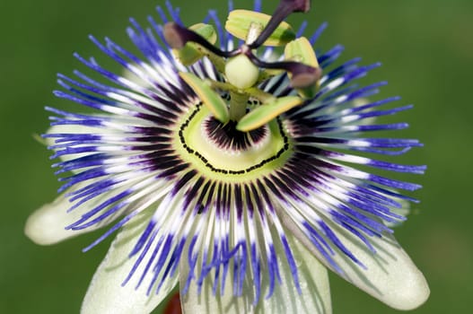 Passionsblume  Passiflora, caerulea