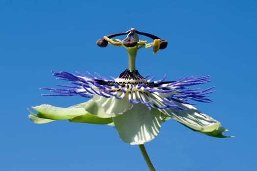 Passionsblume  Passiflora, caerulea