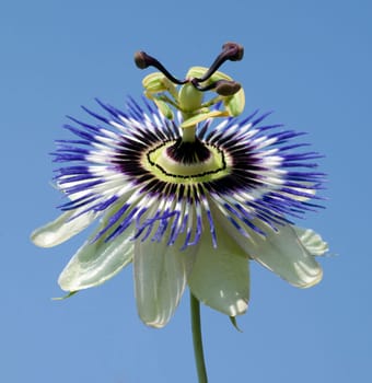 Passionsblume  Passiflora, caerulea
