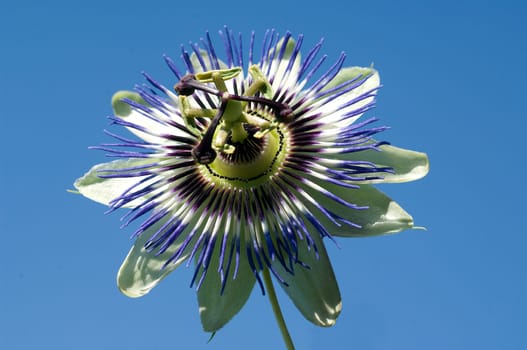Passionsblume  Passiflora, caerulea