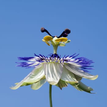 Passionsblume  Passiflora, caerulea